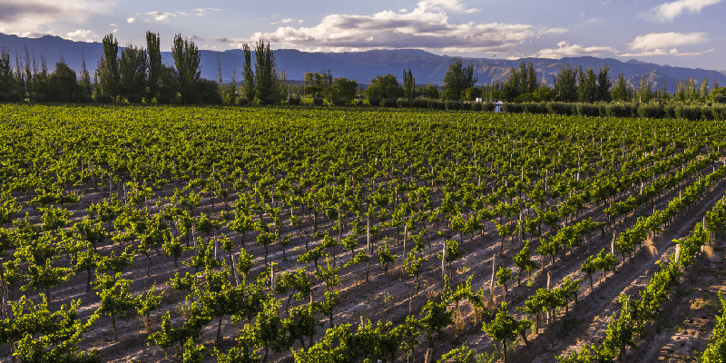 A winery in maipu area of Mendoza