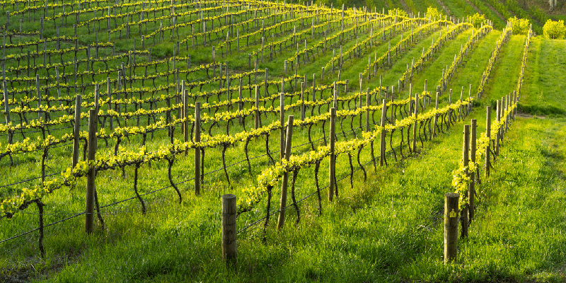 barossa valley australia vineyard