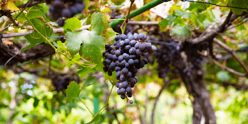 red wine grapes growing in an organic vineyard