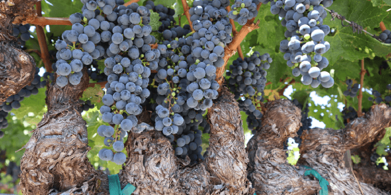 cabernet sauvignon grapes on the vine