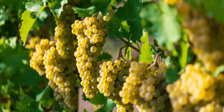 chardonnay grapes on the vine growing in a vineyard
