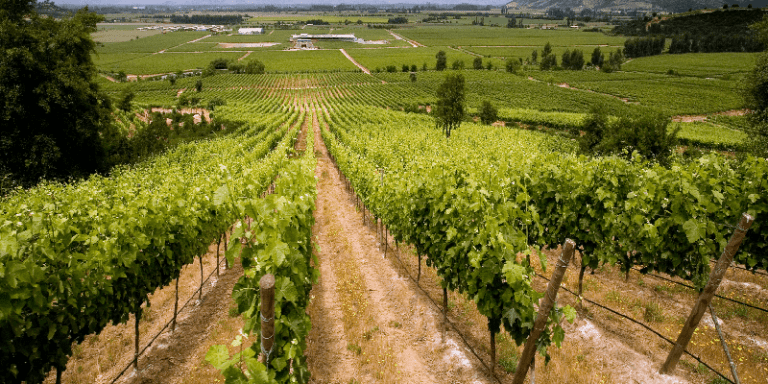 Vineyards in Chile's Colchagua Valley