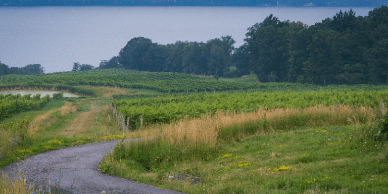 a vineyard situated on lake seneca in the finger lakes region
