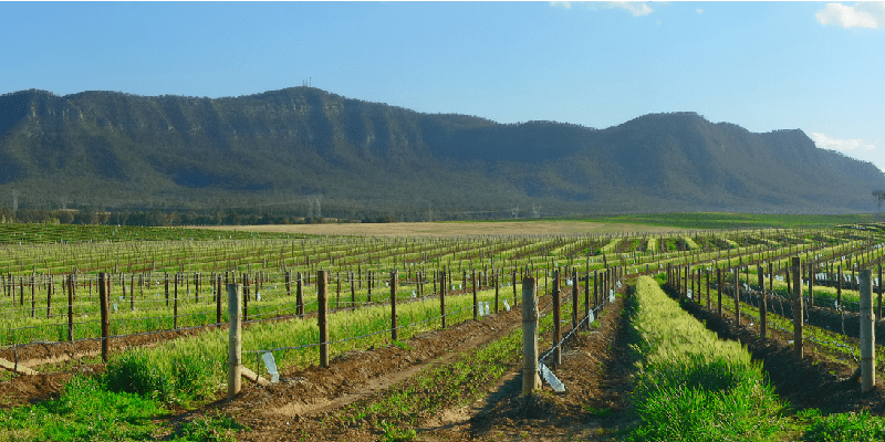 hunter valley vineyard australia