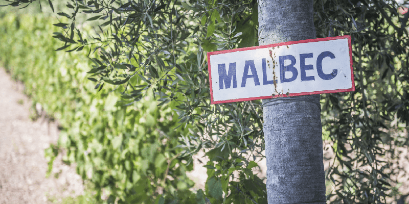 a sign that says Malbec next to a vineyard growing malbec grapes in mendoza, argentina