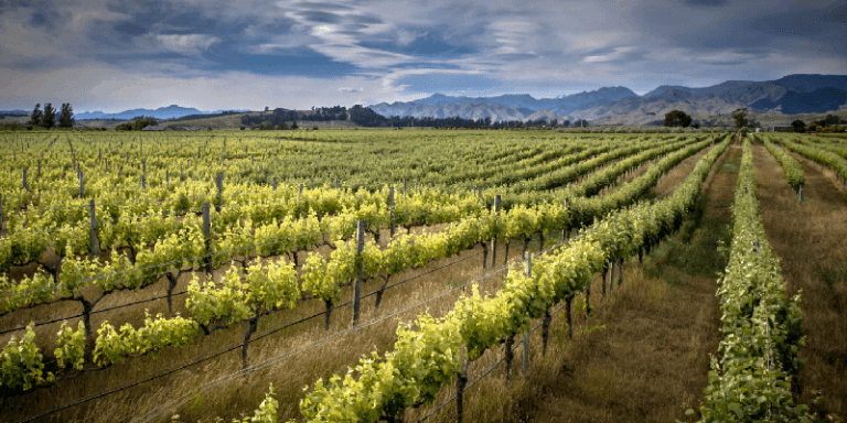 a winery in marlborough, new zealand growing sauvignon blanc grapes