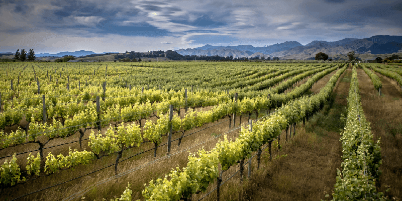 a winery in marlborough, new zealand growing sauvignon blanc grapes
