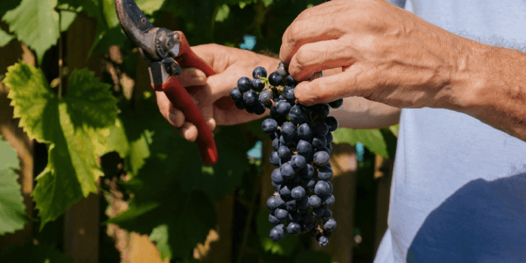 winemaker trimming grapes from the vine