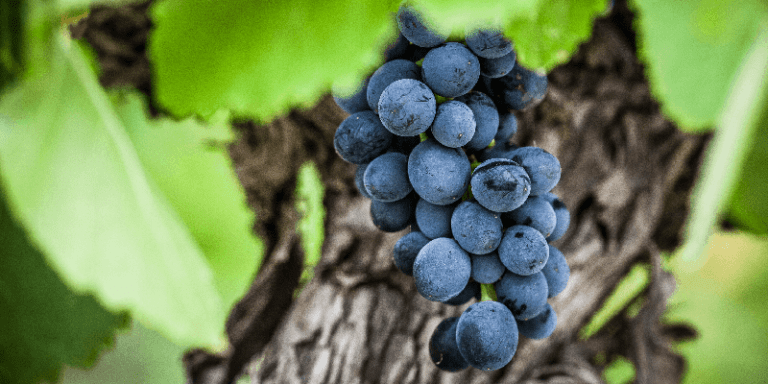 pinot noir wine grapes still on the vine