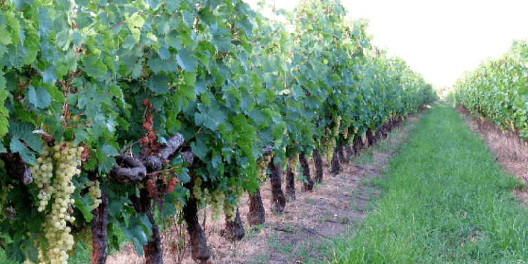 vineyard in uruguay growing tannat grapes