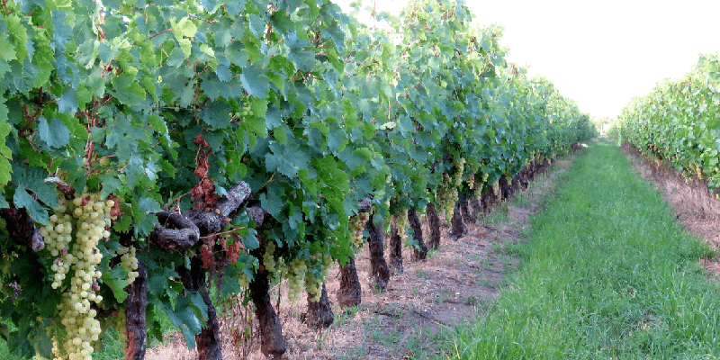 vineyard in uruguay growing tannat grapes