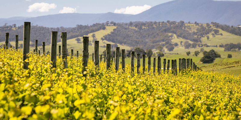 yarra valley vineyard australia