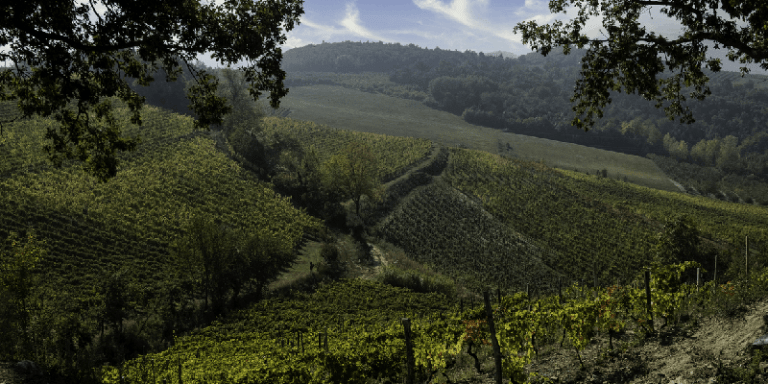 A vineyard in Santo Stefano Belbo near Piedmont Italy
