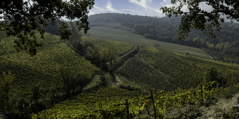 A vineyard in Santo Stefano Belbo near Piedmont Italy