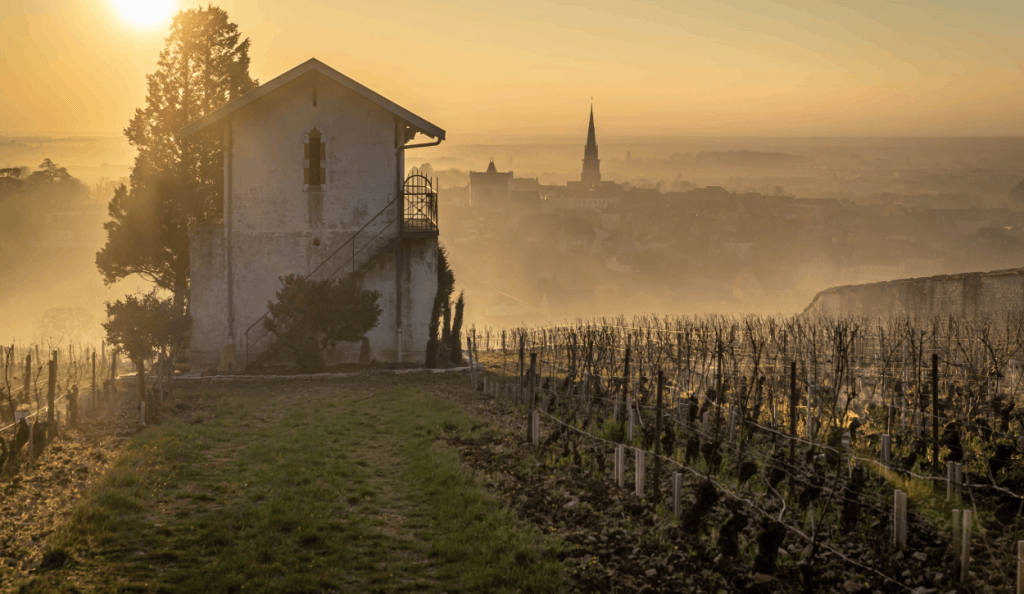 a vineyard in burgundy france growing chardonnay grapes